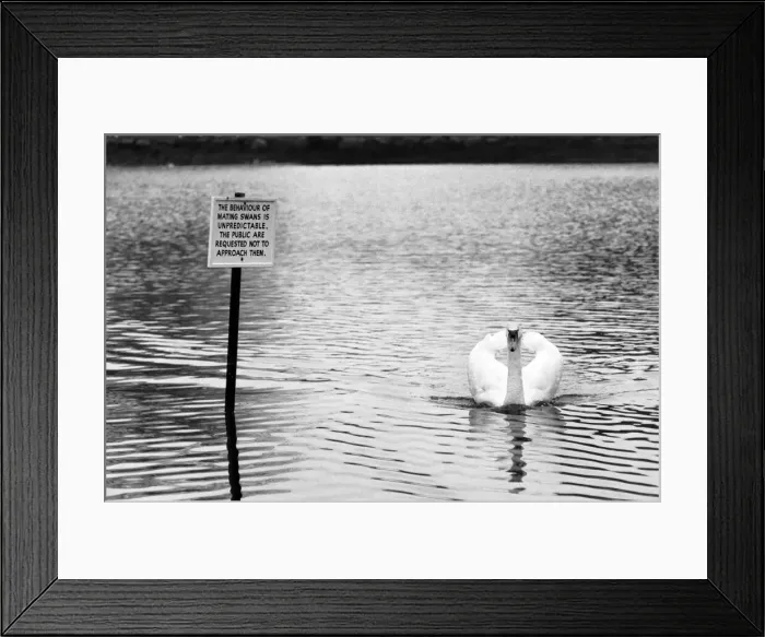 Framed Print : Swan Fred'. March 1975 75-01450-004 Framed Print : Swan Fred'. March 1975 75-01450-004