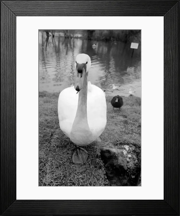 Framed Print : Swan Fred'. March 1975 75-01450-006