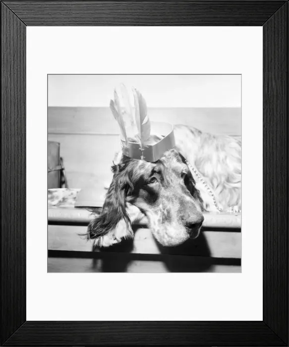 Framed Print : Party animal with a hangover. December 1976 76-07481-004