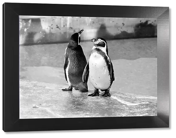 London Zoos penguins seen here enjoying the recent cold snap