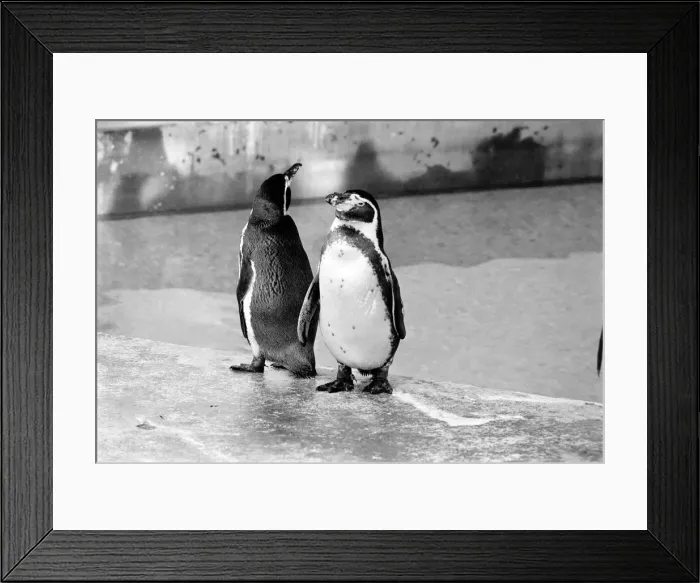 Framed Print : London Zoos penguins seen here enjoying the recent cold snap Framed Print : London Zoos penguins seen here enjoying the recent cold snap