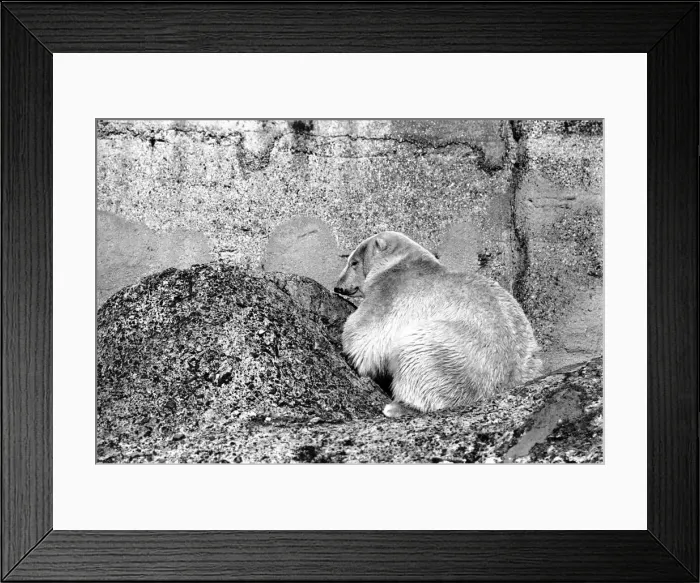 Framed Print : London Zoos Polar Bear seen here enjoying the recent cold snap Framed Print : London Zoos Polar Bear seen here enjoying the recent cold snap