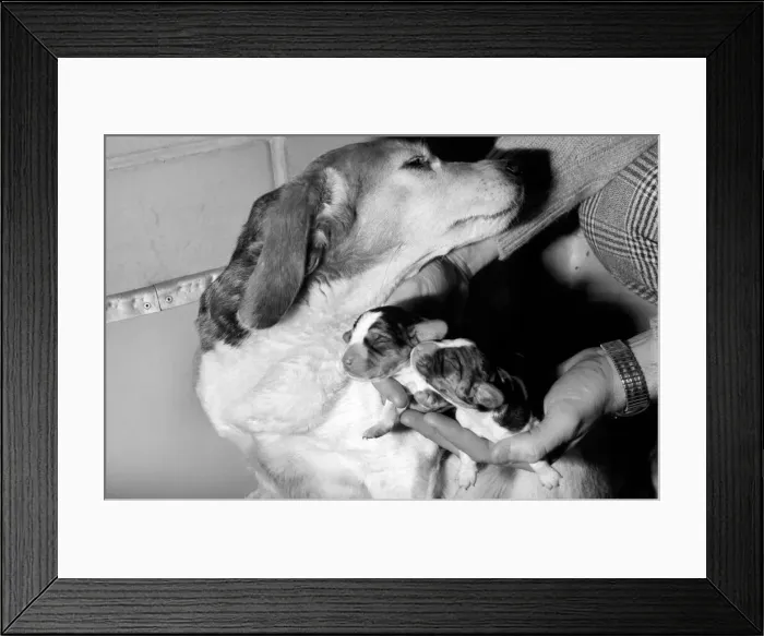 Framed Print : Puppies: Dog: Beagle Litter: No one know the name of the bitch but she is very friendly Framed Print : Puppies: Dog: Beagle Litter: No one know the name of the bitch but she is very friendly
