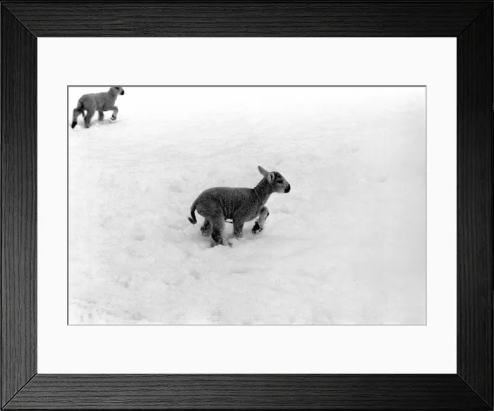 Framed Print : Just two days old and wanting to gambol about the field but unable to find it under a Framed Print : Just two days old and wanting to gambol about the field but unable to find it under a