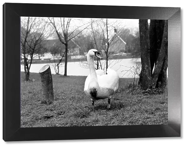 Swan 'Fred'. March 1975 75-01450-010