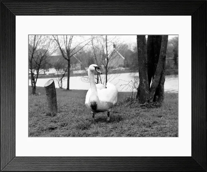 Framed Print : Swan Fred'. March 1975 75-01450-010 Framed Print : Swan Fred'. March 1975 75-01450-010