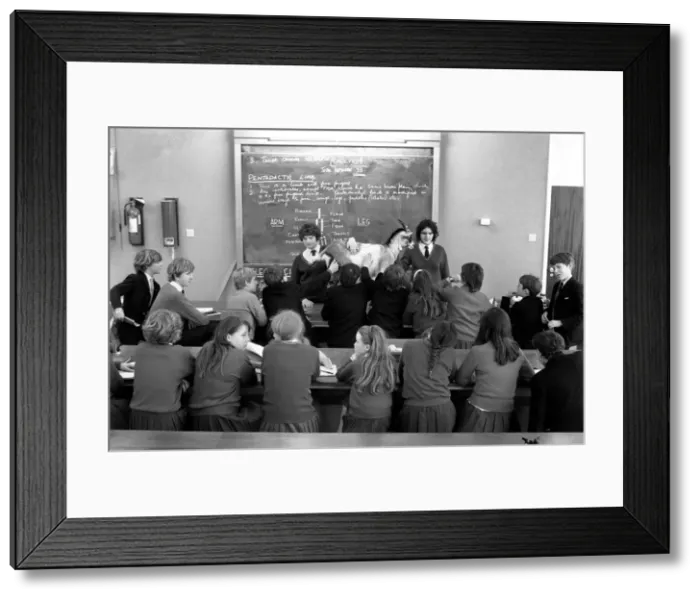 Framed Print : Betty the goat goes to school: Betty Framed Print : Betty the goat goes to school: Betty