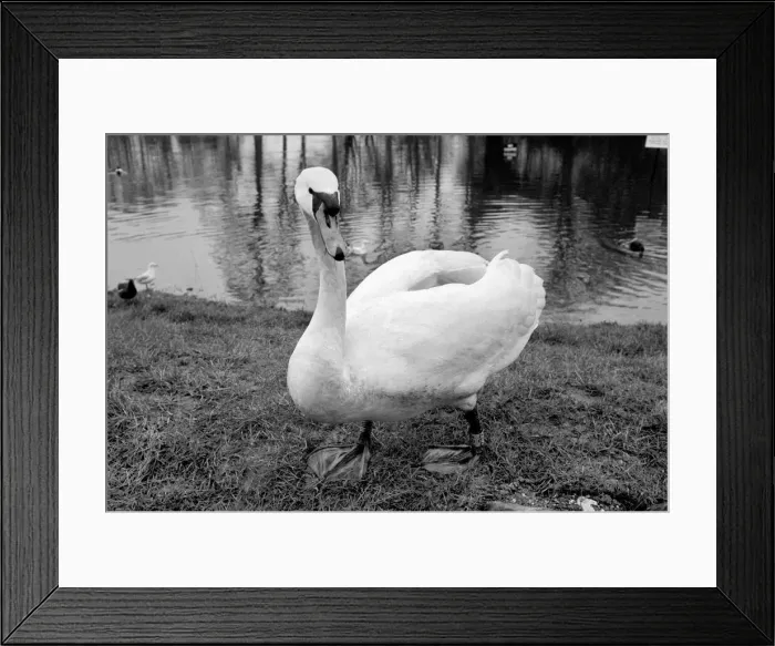 Framed Print : Swan Fred'. March 1975 75-01450-008 Framed Print : Swan Fred'. March 1975 75-01450-008