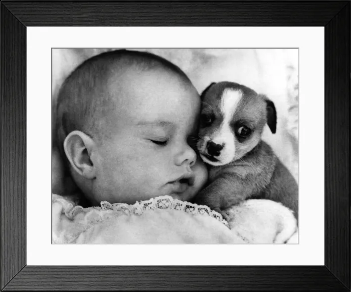 Framed Print : Tracey Clews dozing with Fred the pup, at Southam Zoo, Warwickshire. December 1968 Framed Print : Tracey Clews dozing with Fred the pup, at Southam Zoo, Warwickshire. December 1968