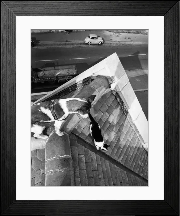 Framed Print : Lassie, a pint sized dog owned by publican Gordon Robertson Framed Print : Lassie, a pint sized dog owned by publican Gordon Robertson