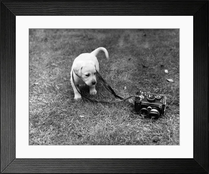 Framed Print : Father is champion Comlands Landy'(a famous stud dog owned by Mr. and Mrs. T Framed Print : Father is champion Comlands Landy'(a famous stud dog owned by Mr. and Mrs. T
