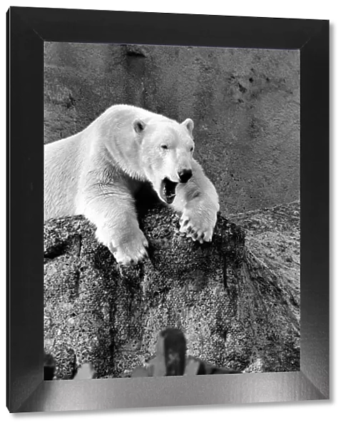 London Zoos Polar Bear Sabrina seen here enjoying the recent cold snap