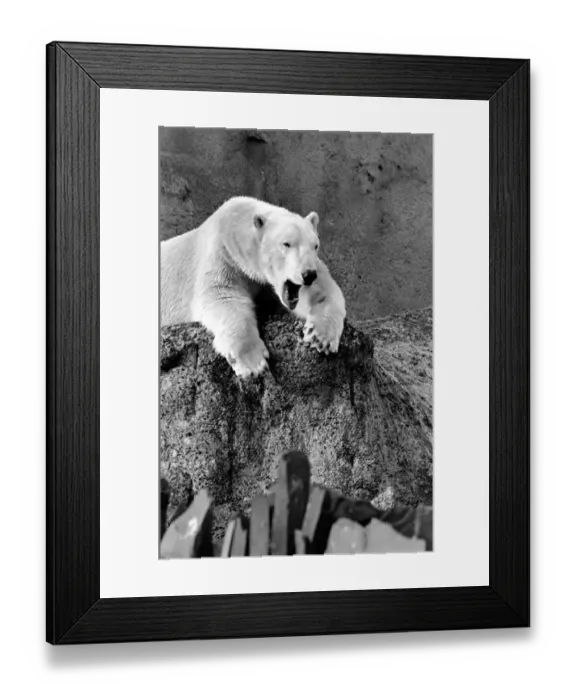 Framed Print : London Zoos Polar Bear Sabrina seen here enjoying the recent cold snap Framed Print : London Zoos Polar Bear Sabrina seen here enjoying the recent cold snap