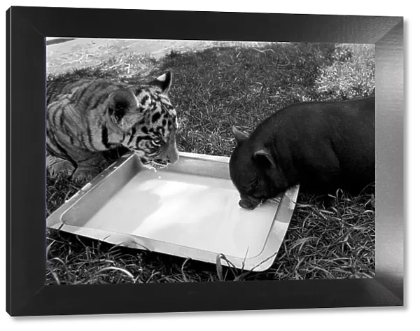 Tiger cub and Vietnamese pig at Zoo. 77-04303-010