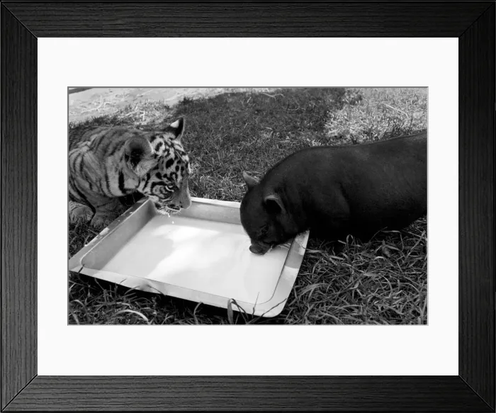 Framed Print : Tiger cub and Vietnamese pig at Zoo. 77-04303-010