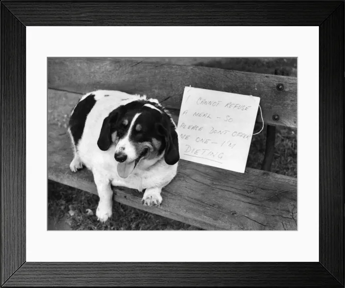 Framed Print : Charley, with the notice that owner Kate has drawn up for her own good. July 1973 P006038 Framed Print : Charley, with the notice that owner Kate has drawn up for her own good. July 1973 P006038