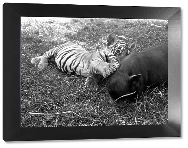 Tiger cub and Vietnamese pig at Zoo. 77-04303