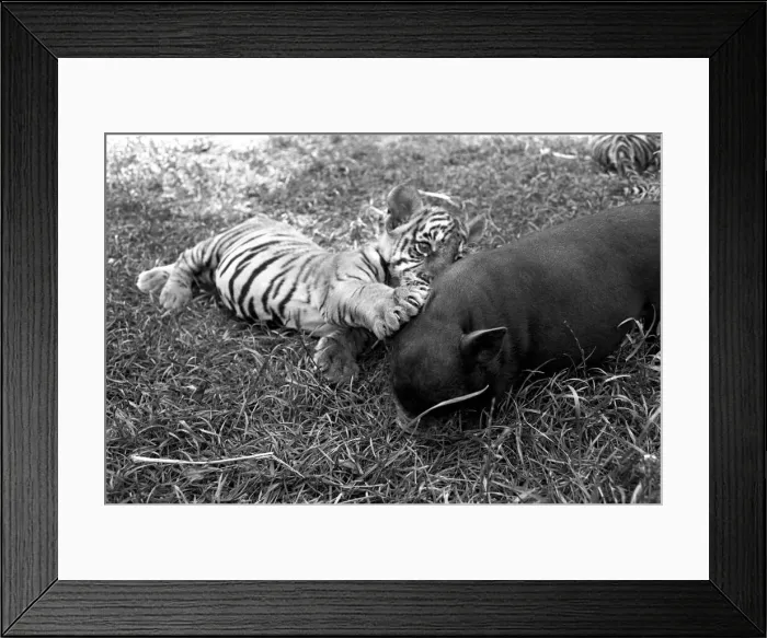 Framed Print : Tiger cub and Vietnamese pig at Zoo. 77-04303 Framed Print : Tiger cub and Vietnamese pig at Zoo. 77-04303