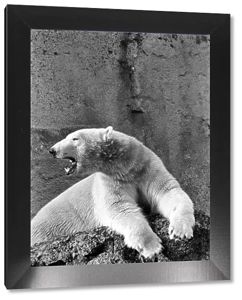 London Zoos Polar Bear Pipaluk seen here enjoying the recent cold snap