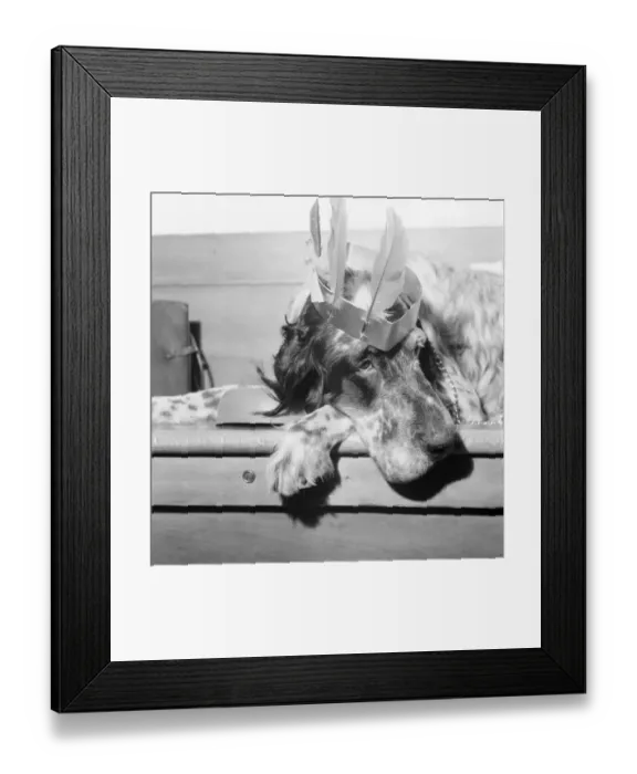 Framed Print : Party animal seen here showing all the effects of a hangover following a Christmas party Framed Print : Party animal seen here showing all the effects of a hangover following a Christmas party