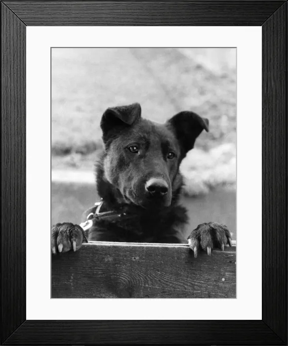 Framed Print : Lonely. Jaspers best friend Zeb visited the injured dog in hospital Framed Print : Lonely. Jaspers best friend Zeb visited the injured dog in hospital