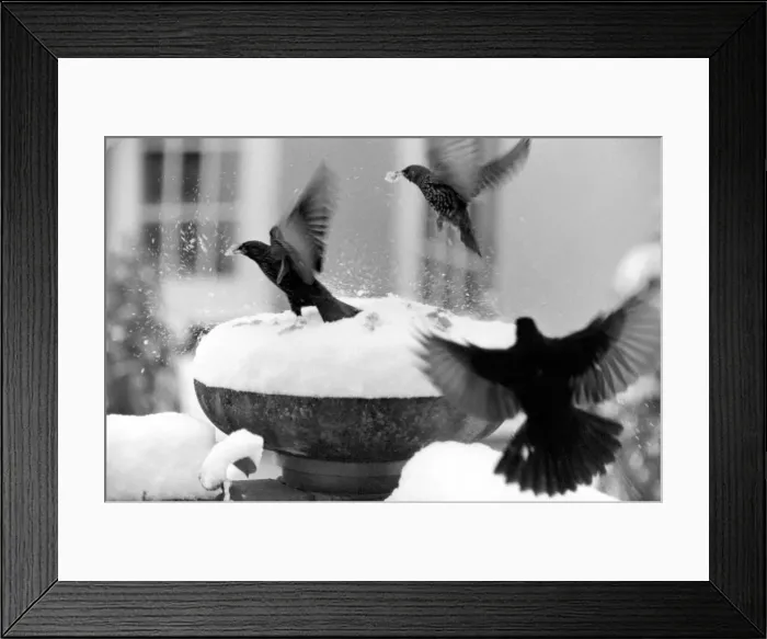 Framed Print : With over three inches of snow covering the top of the bowl bird table-giving it Framed Print : With over three inches of snow covering the top of the bowl bird table-giving it