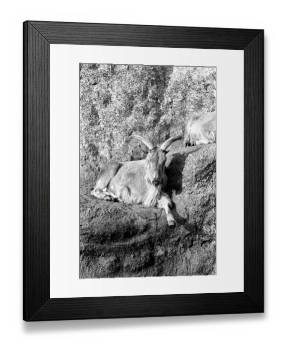 Framed Print : A Barbary sheep from North African must have thought it was still there