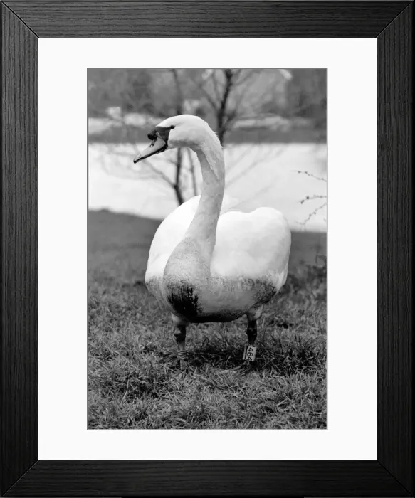 Framed Print : Swan Fred'. March 1975 75-01450-015 Framed Print : Swan Fred'. March 1975 75-01450-015
