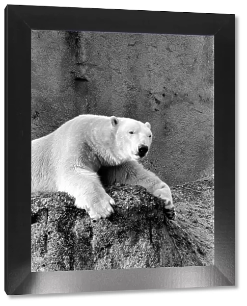 London Zoos Polar Bear Sabrina seen here enjoying the recent cold snap