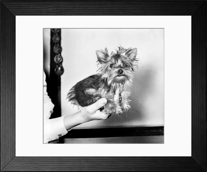Framed Print : You have heard of lap dogs well Fifi here is smaller than the average Yorkshire Terrier Framed Print : You have heard of lap dogs well Fifi here is smaller than the average Yorkshire Terrier