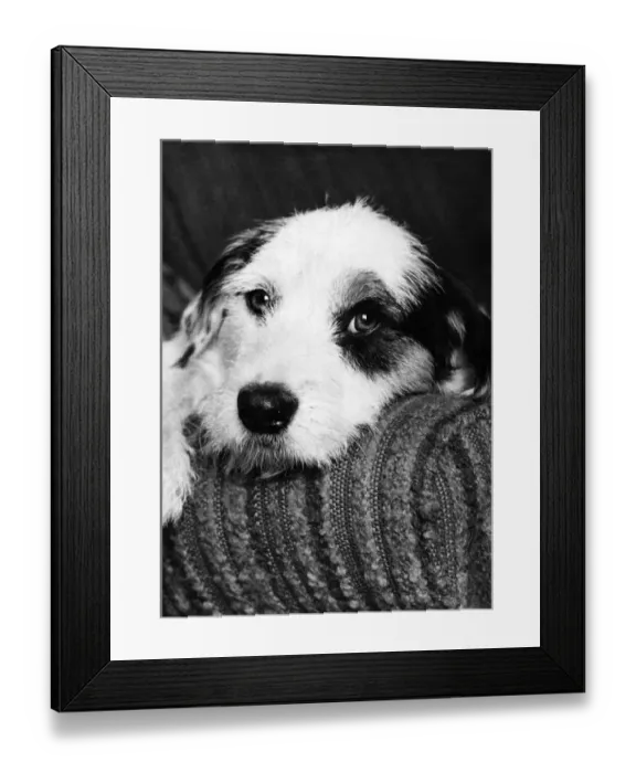 Framed Print : The Stray Who Become A Star- A year ago this terrier named Bobby was just another