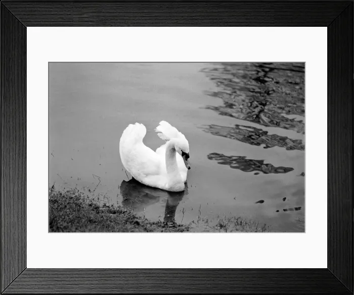 Framed Print : Swan Fred'. March 1975 75-01450-013 Framed Print : Swan Fred'. March 1975 75-01450-013
