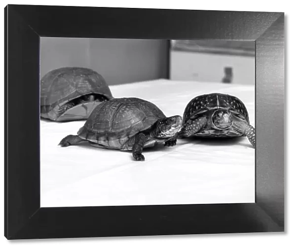 Turtles rescued after being abandoned. Many turtles have been bought as pets following