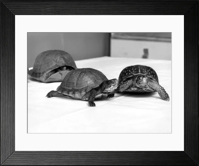 Framed Print : Turtles rescued after being abandoned. Many turtles have been bought as pets following Framed Print : Turtles rescued after being abandoned. Many turtles have been bought as pets following