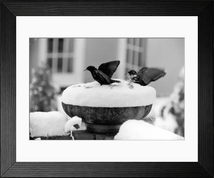 Framed Print : With over three inches of snow covering the top of the bowl bird table-giving it Framed Print : With over three inches of snow covering the top of the bowl bird table-giving it