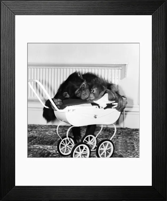 Framed Print : Chimp and Orang-Utang: Little Butterfly': Everyone lends a hand to rear Framed Print : Chimp and Orang-Utang: Little Butterfly': Everyone lends a hand to rear