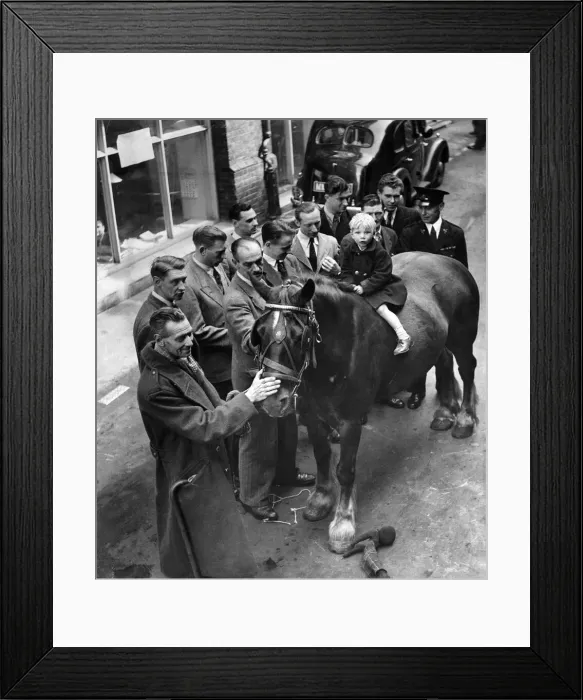 Framed Print : Animals: Horses. Fred Woodham chooses a new horse at R. S. P. C. A. June 1949 P004860 Framed Print : Animals: Horses. Fred Woodham chooses a new horse at R. S. P. C. A. June 1949 P004860
