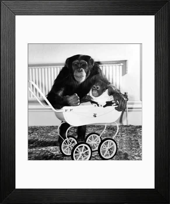 Framed Print : Chimp and Orang-Utang: Little Butterfly': Everyone lends a hand to rear