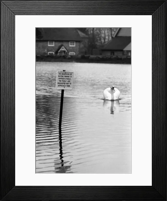 Framed Print : Swan Fred'. March 1975 75-01450-005 Framed Print : Swan Fred'. March 1975 75-01450-005