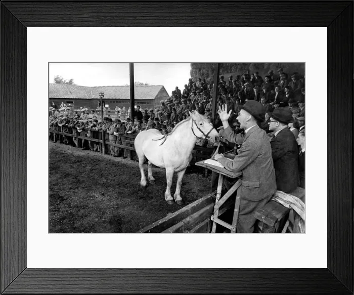 Framed Print : At the British Percheron Horse Societies Show and Sale at Histon, near Cambridge Framed Print : At the British Percheron Horse Societies Show and Sale at Histon, near Cambridge
