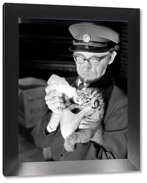 Tiger cub rejected by mother with keeper Frank Hughes. March 1975 75-01250