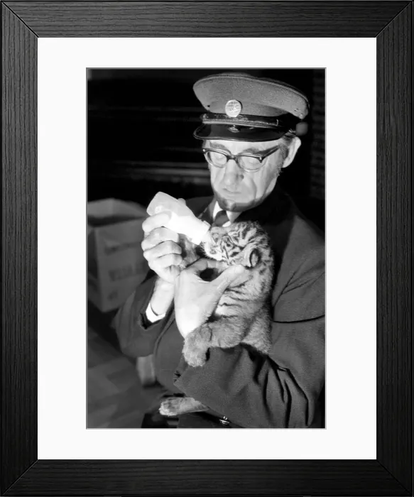 Framed Print : Tiger cub rejected by mother with keeper Frank Hughes. March 1975 75-01250