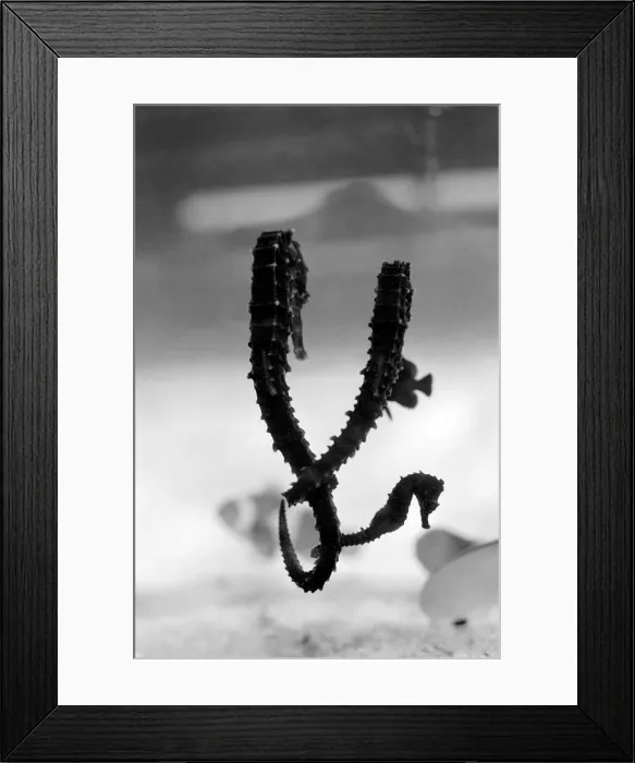 Framed Print : Seahorses: Cow fish: Sea creatures in tank. March 1975 75-01254-006 Framed Print : Seahorses: Cow fish: Sea creatures in tank. March 1975 75-01254-006