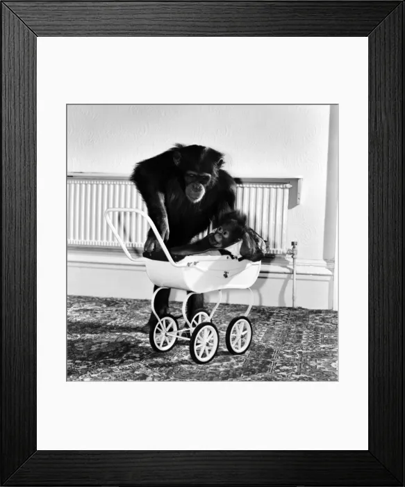 Framed Print : Chimp and Orang-Utang: Little Butterfly': Everyone lends a hand to rear