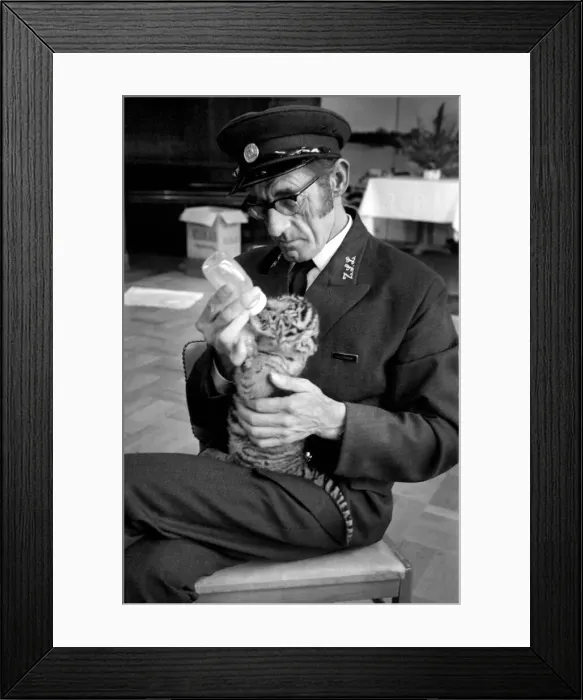 Framed Print : Tiger cub rejected by mother with keeper Frank Hughes. March 1975 75-01250-009 Framed Print : Tiger cub rejected by mother with keeper Frank Hughes. March 1975 75-01250-009