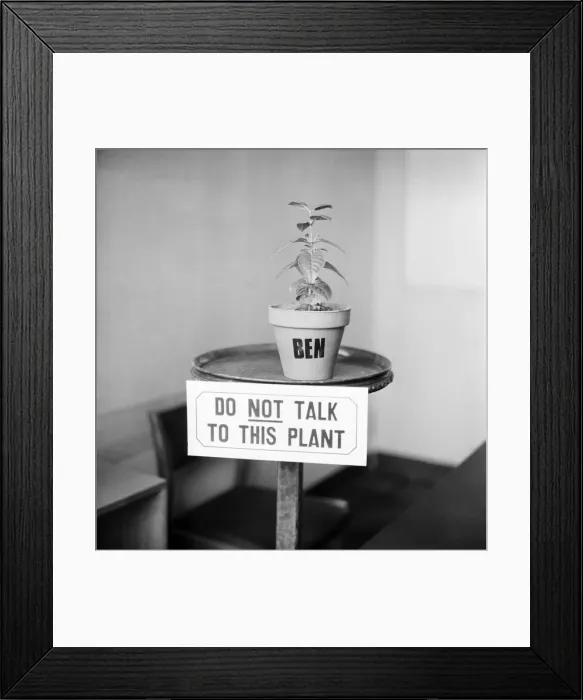 Framed Print : Unusual: Humour: Model Angela Jay and plant. March 1975 75-01424