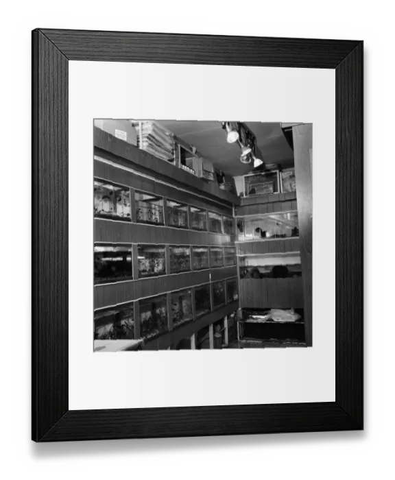 Framed Print : Seahorses: Cow fish: Sea creatures in tank. March 1975 75-01254-001