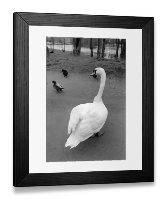 Framed Print : Swan Fred'. March 1975 75-01450-012 Framed Print : Swan Fred'. March 1975 75-01450-012