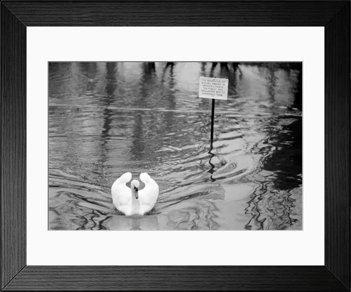 Framed Print : Swan Fred'. March 1975 75-01450-014