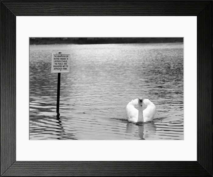 Framed Print : Swan Fred'. March 1975 75-01450-003 Framed Print : Swan Fred'. March 1975 75-01450-003